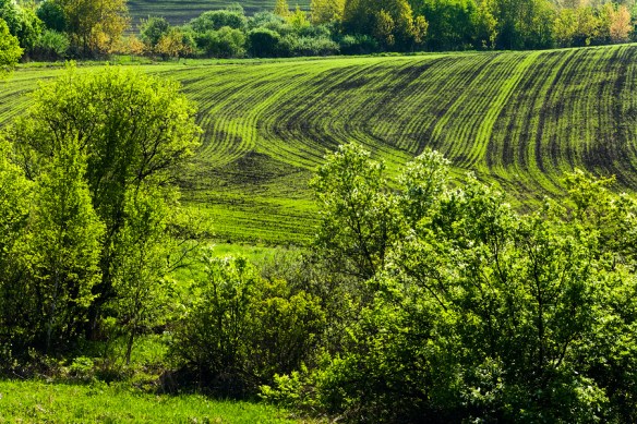 Shoots. Green lines in a field.